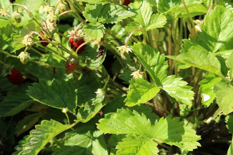 Ягоды завязываются на протяжении всего лета и осени