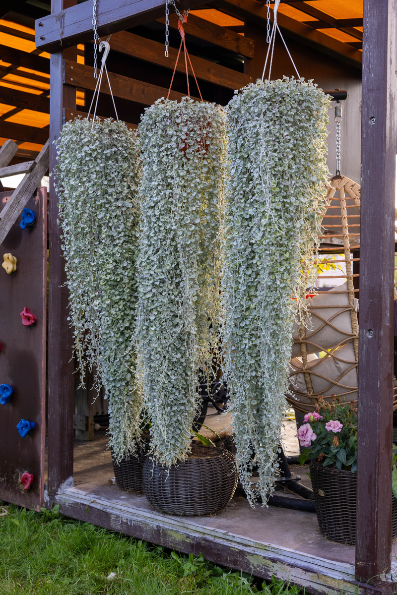 На улице ей конечно же комфортнее (было)