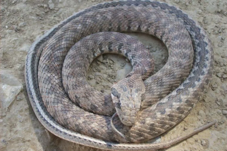 Маисового полоза временно отправили в центр реабилитации животных УрГАУ (архивное фото)
Фото: Erk / Wikipedia / Public Domain