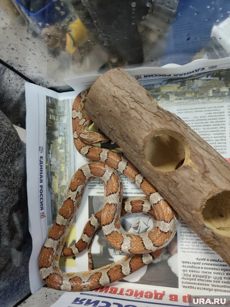Маисовый полоз не ядовит, но иногда может и укусить человека
Фото: группа Центр Реабилитации Животных "ВКонтакте"
