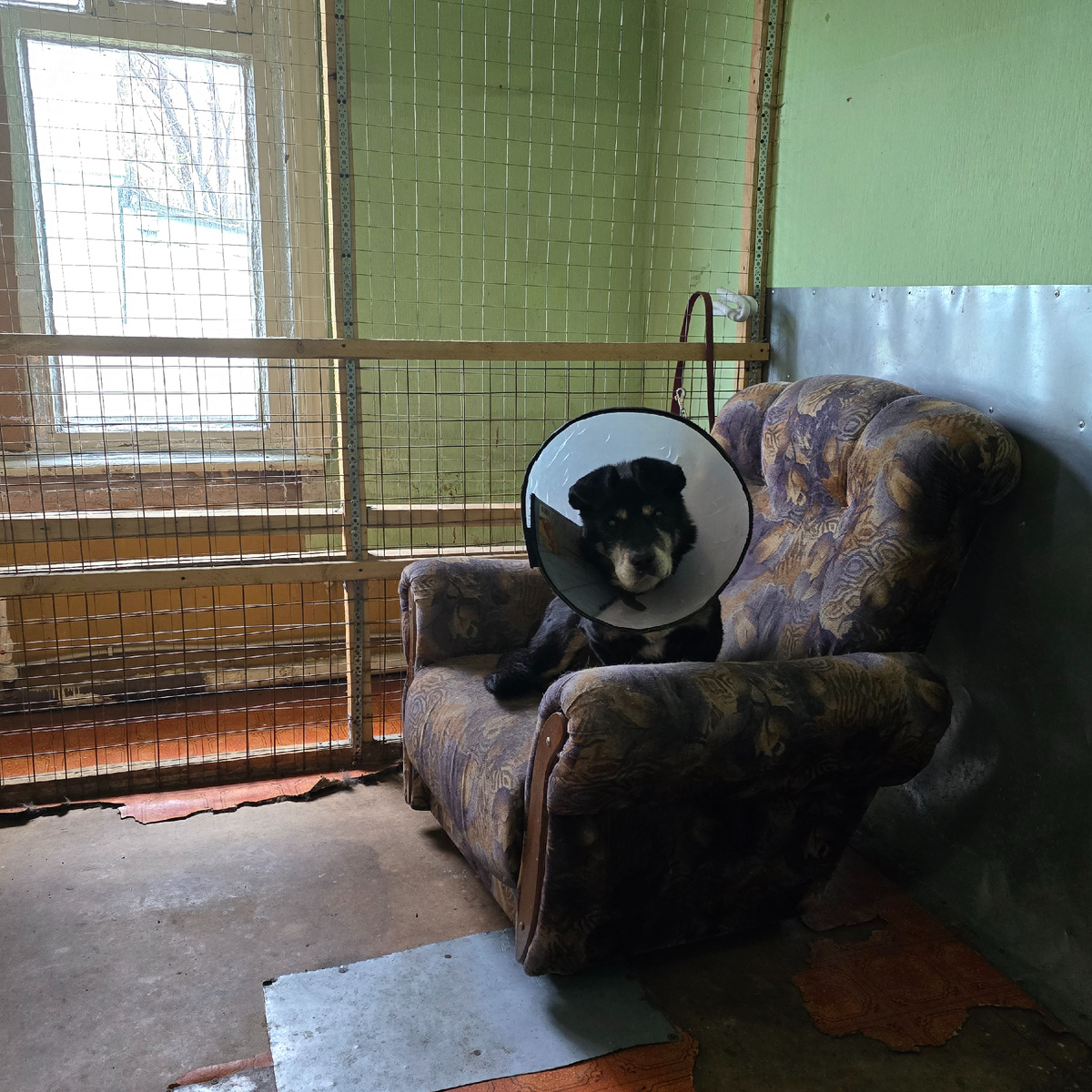 мудрый Граф в защитном воротнике