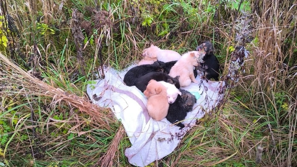 16 щенков выброшены в поле...