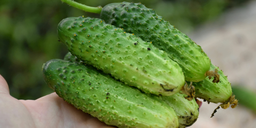 Огурцы теперь не знаем, куда девать - посадила сорт, который опытная дачница порекомендовала. Обзор нового сорта