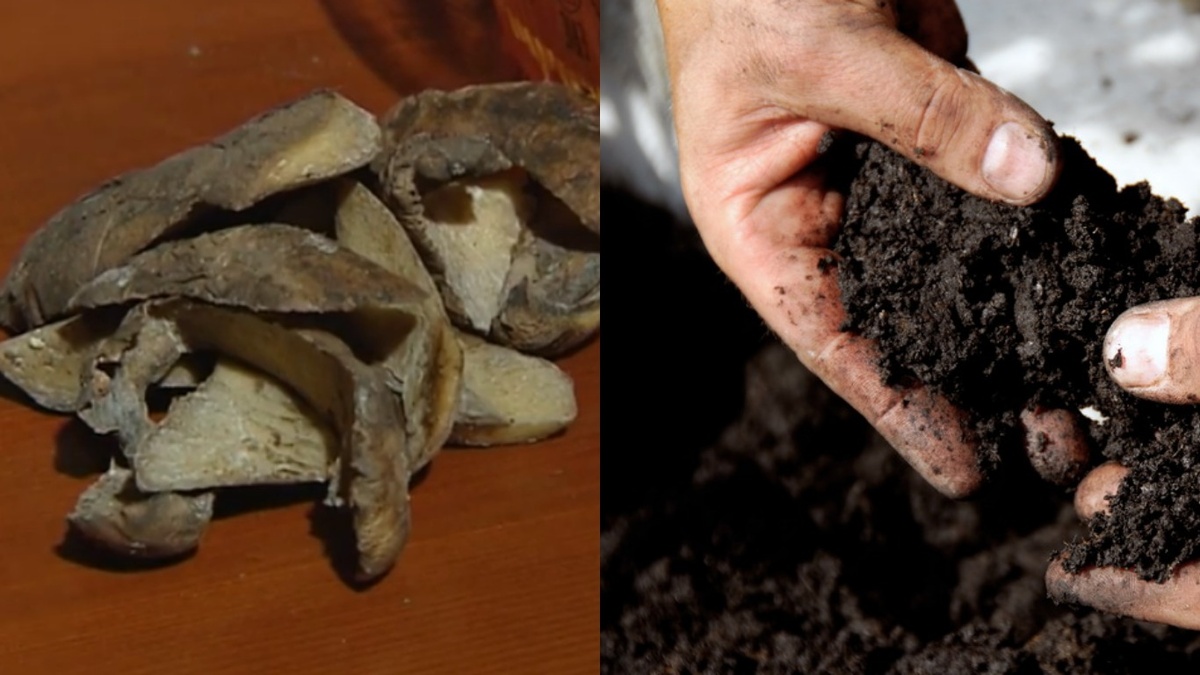 Очистки содержат все необходимые растениям элементы