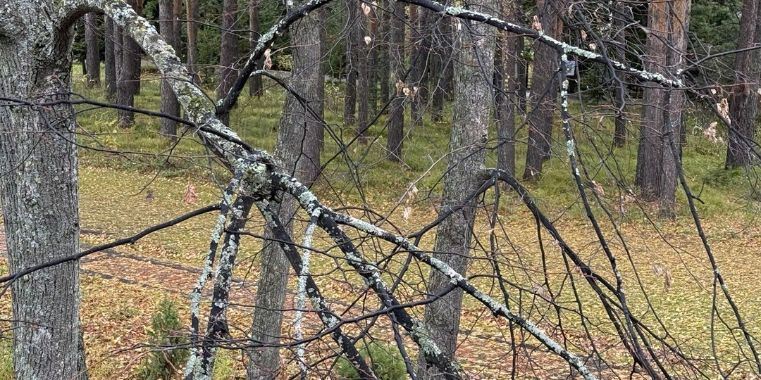 Обработка плодовых деревьев осенью: чем, как и когда