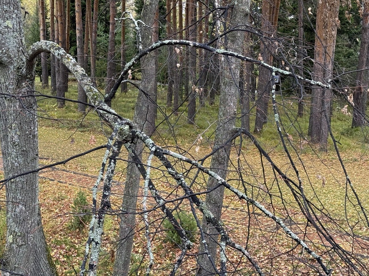 Лишайник на дереве это вообще не вредно, его можно не обрабатывать