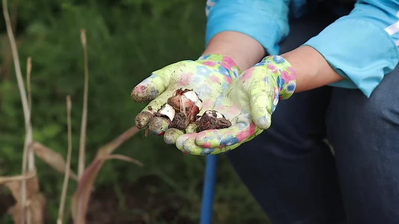 Раньше каждую осень превращался в грузчика. Теперь знаю, когда можно вообще не копать