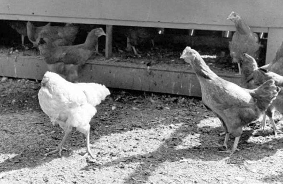 После неудачной попытки обезглавить Майка тот всё еще мог балансировать на жердочке и неуклюже передвигаться