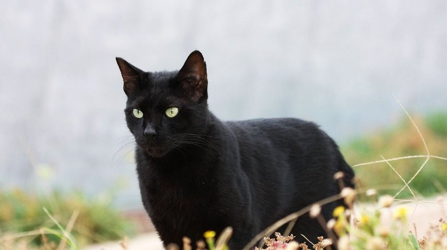 Знакомьтесь, это Джабари, что значит "храбрый".