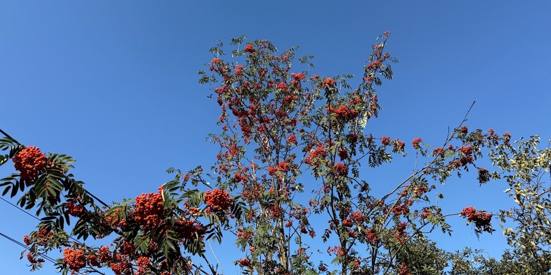 Почему СНТ, которые были созданы в 90-е годы, при расчете размера членского взноса устанавливают его на «стандартный» земельный участок?