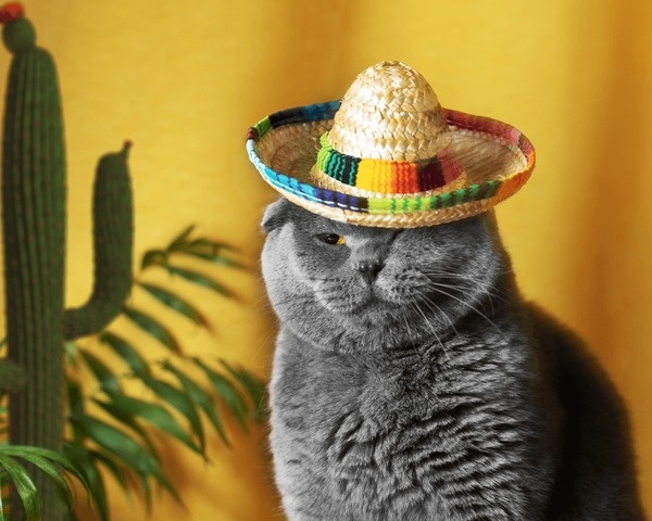 Знакомьтесь, это Эстебан.