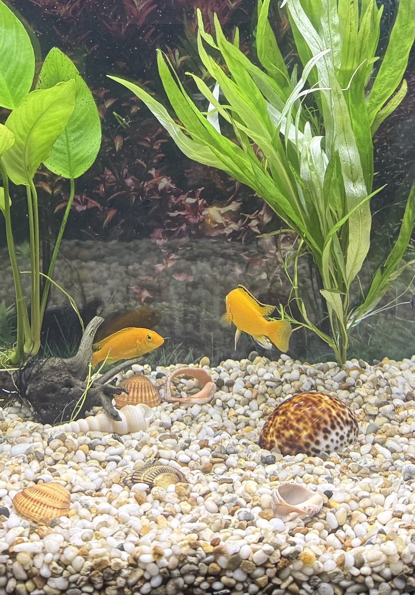 Слева Гермиона, справа Рон