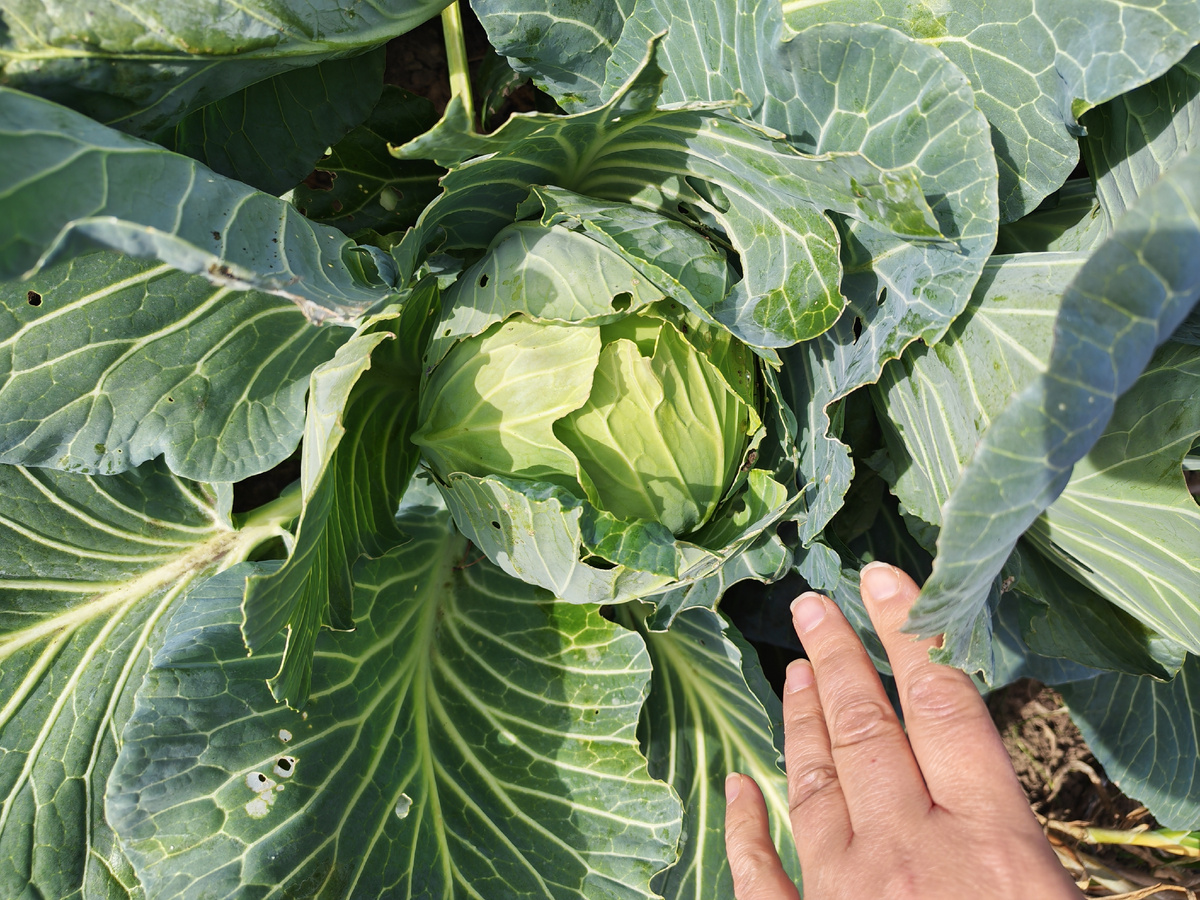 Один из двух кочанчиков, которые ещё подросли к моменту выпуска статьи, но фото я больше не делала. 