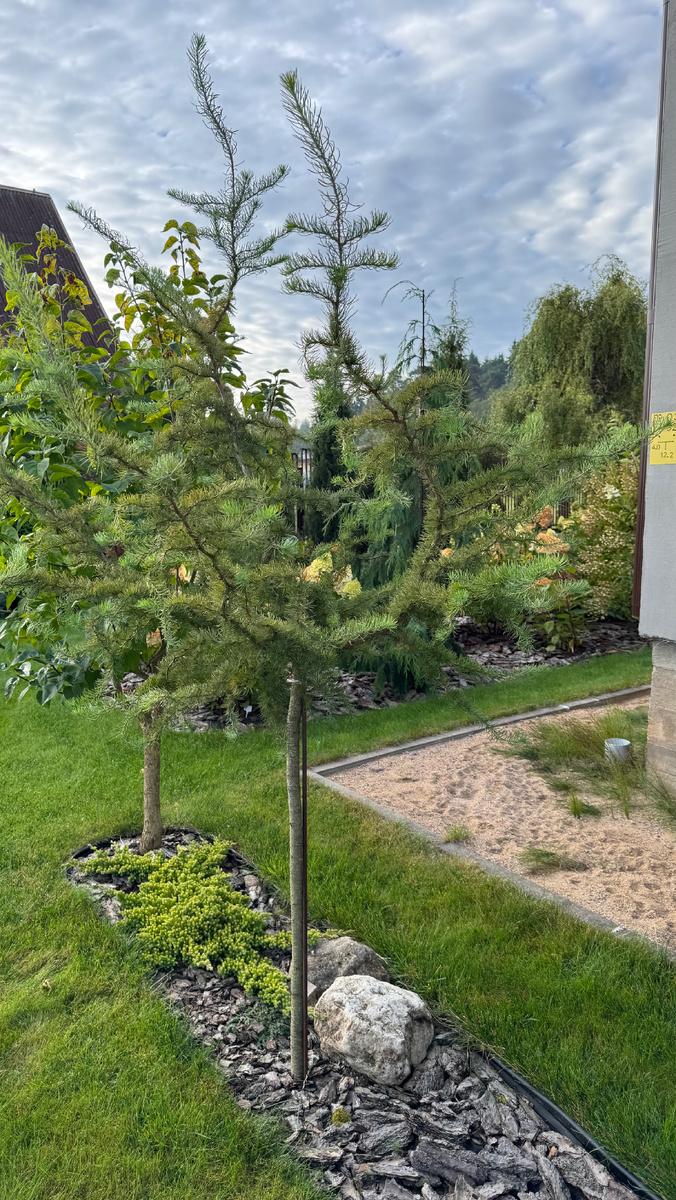 Лиственница Диана