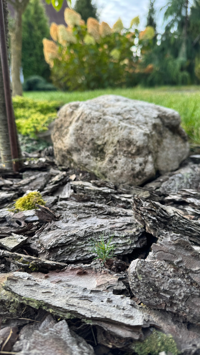 Лиственница Диана и её сеянец?!