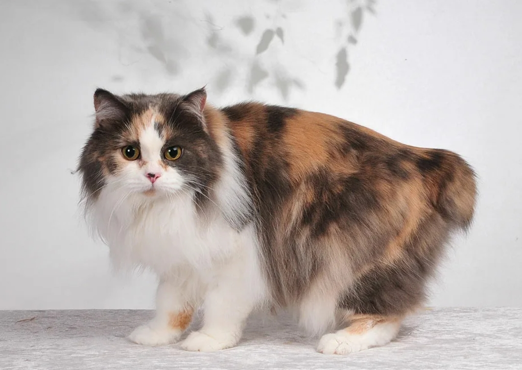 Кимрик — это удивительная порода кошек, которая на протяжении веков играет особую и значимую роль в жизни людей.