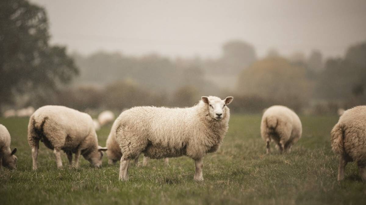    Фото: Shutterstock