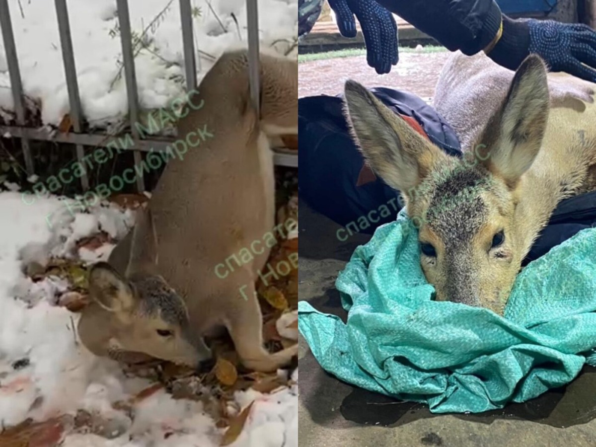    Фото и видео: МАСС