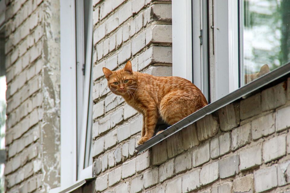    Кошки и коты в Барнауле. Источник: Виталий Барабаш