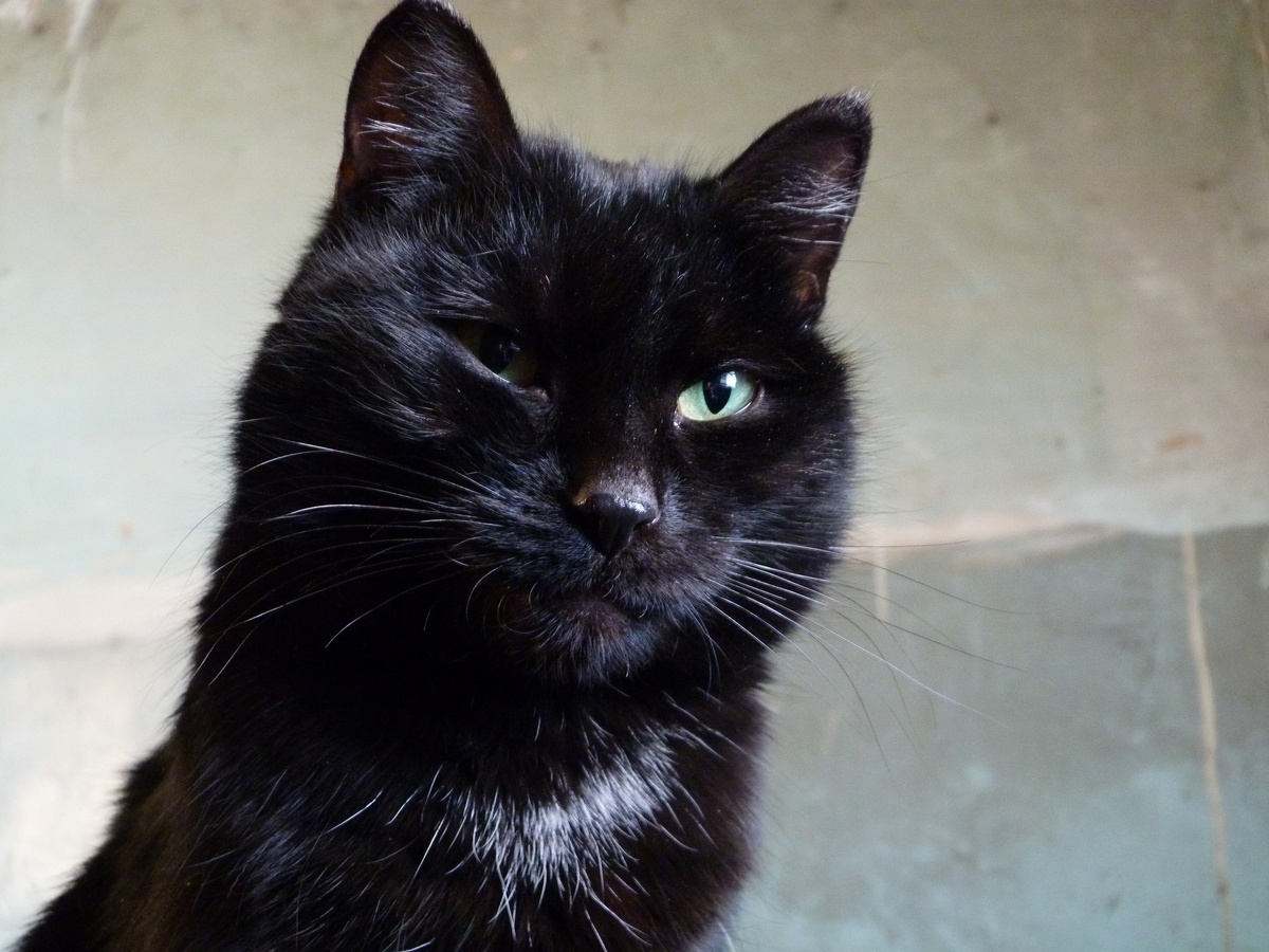 Локи, как всегда, что-то задумал.