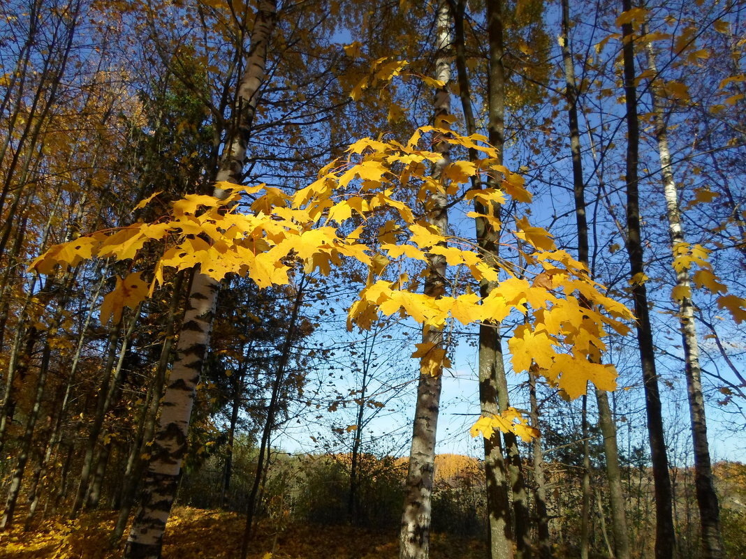 Изборск. Фото автора.