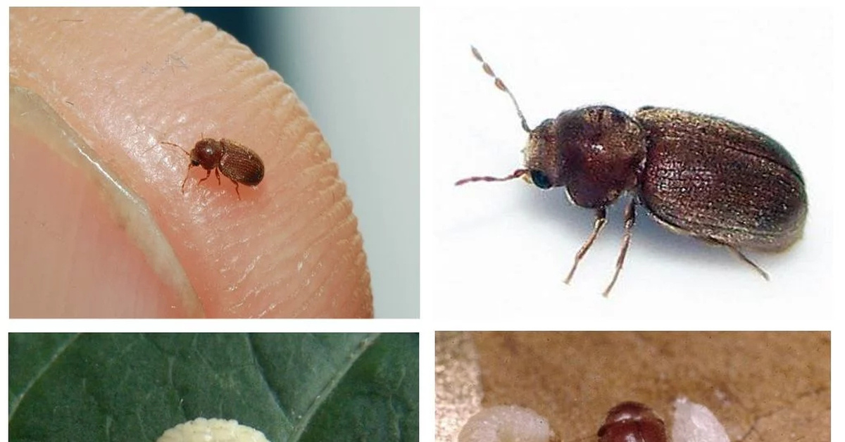 фото взято из откытого бесплатного источника. Не является рекламой