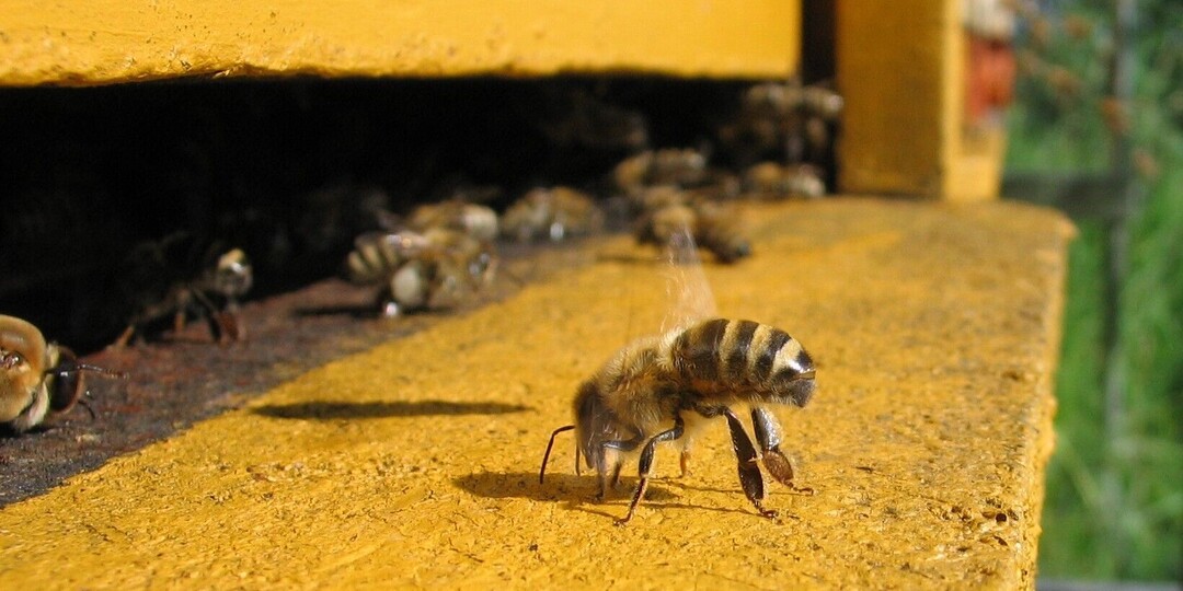 «Натурального меда не будет? Почему в Ростовской области исчезают пасеки