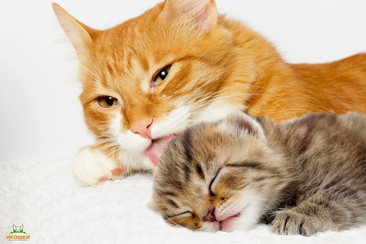 Любят ли кошки своих котят