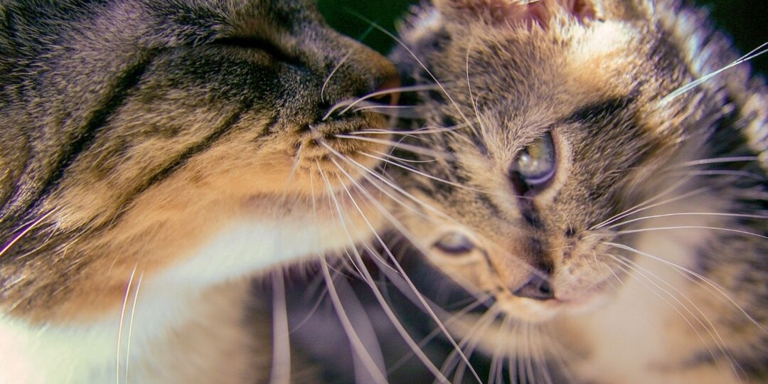 Любят ли кошки своих котят? Как выглядит материнская любовь у кошек