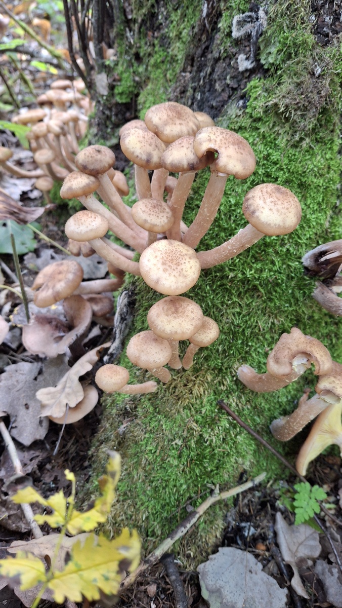 Опята, лесные дары природы