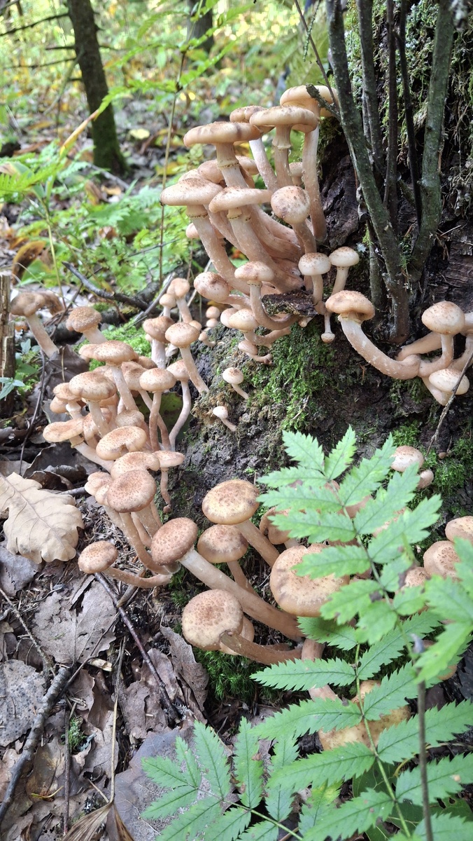 Опенок, гриб семейный