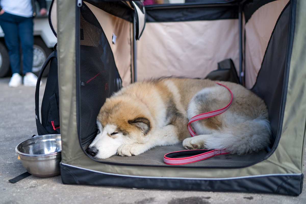 Фото: Александр Плонский / «ВиЖ»