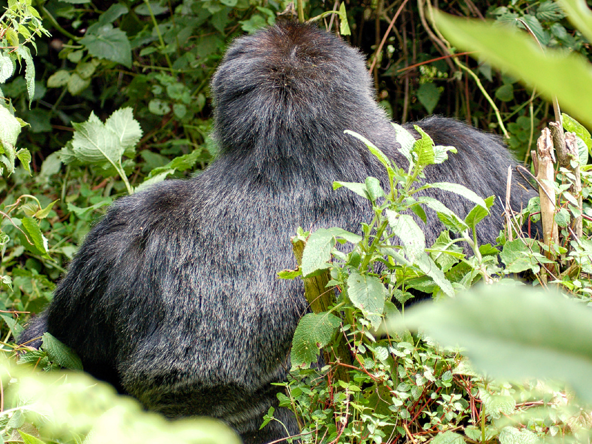 Joachim Huber, CC BY-SA 2.0 