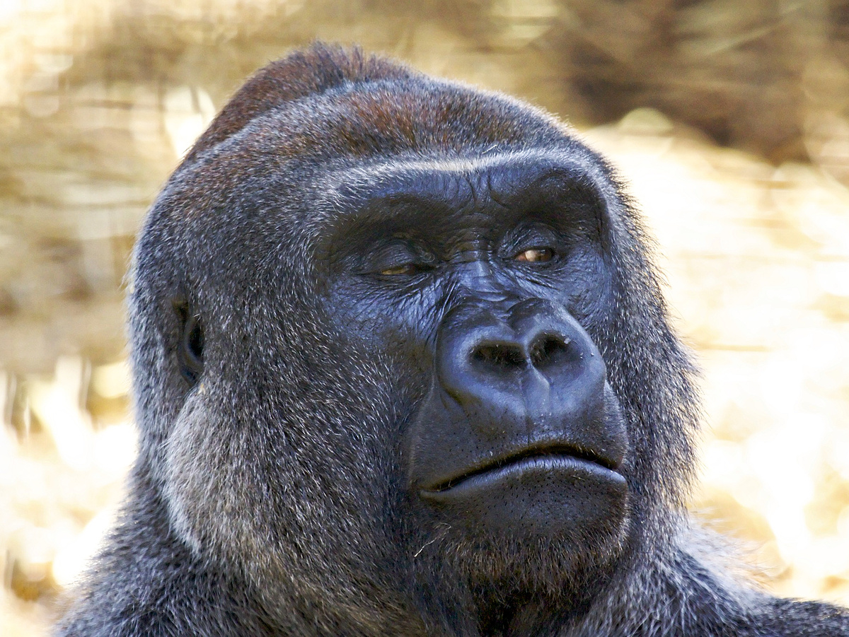 ianduffy, CC BY-NC 2.0