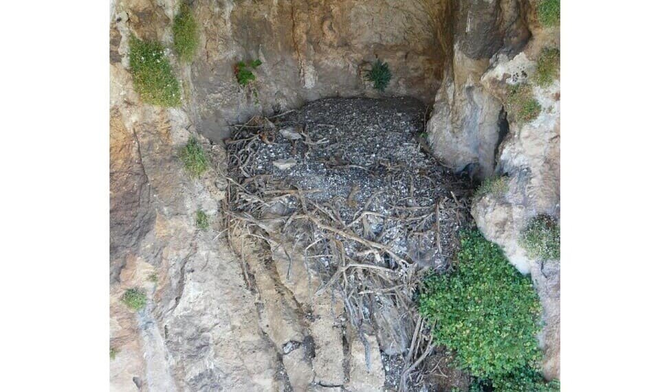   Antoni Margalida et al. / Ecology, 2025