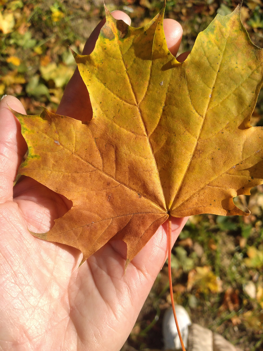 Рыжий лист кленовый вчера, лег в ладонь мою...