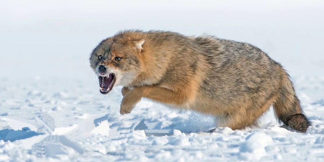 Самые удивительные и необычные ВИДЫ ВОЛКОВ