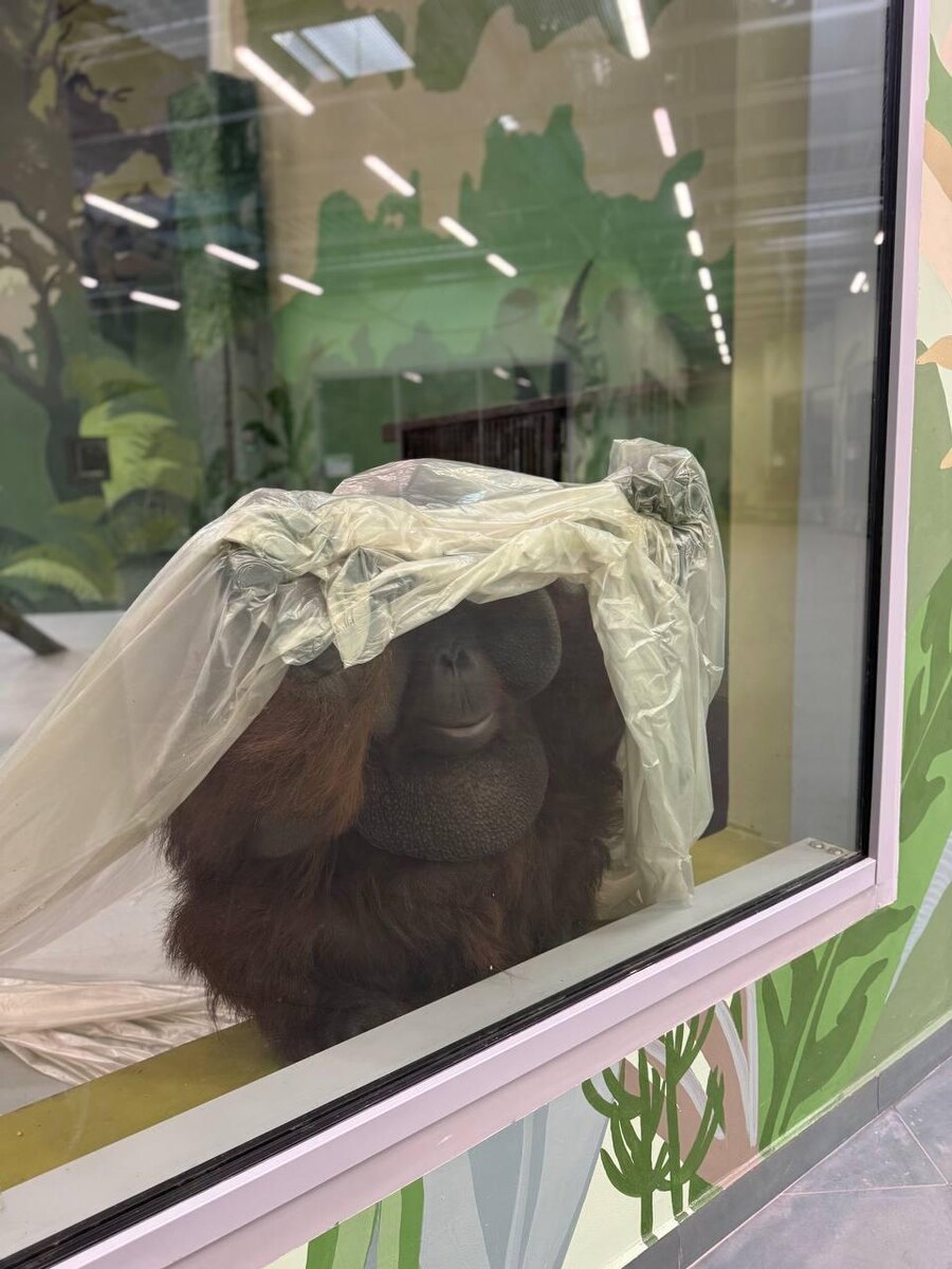    На фото орангутан по кличке Билл / © "Пермский зоопарк"