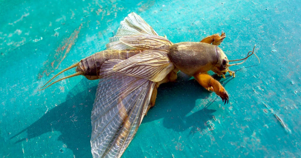 Вкусно нам, плохо медведке – опытный способ с шелухой подсолнуха