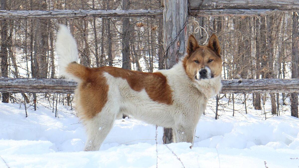 Тайга – его стихия, его дом.