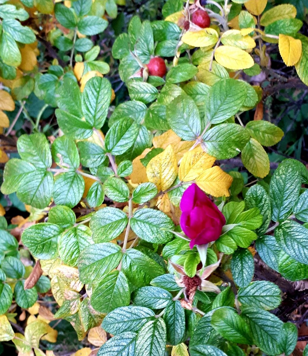 Фото автора статьи 07.10.2025г.