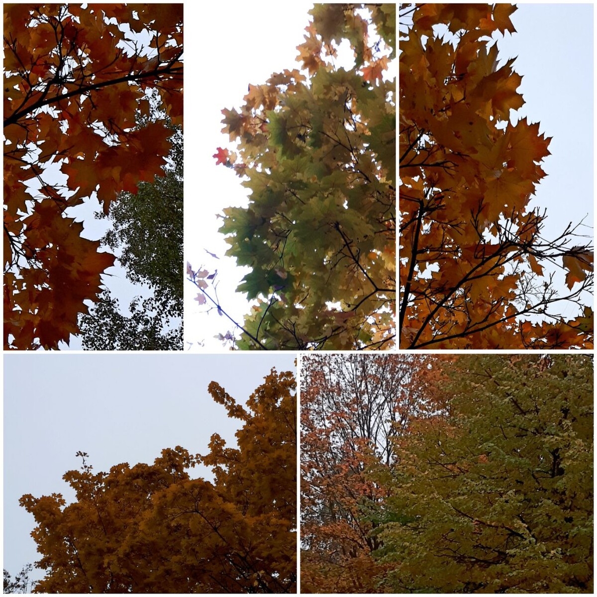 Коллаж автора статьи 07.10.2025г.