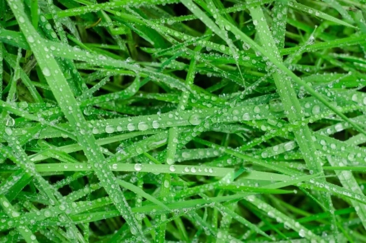    Россельхознадзор обследовал сельхозугодья под Тверью с помощью БПЛА