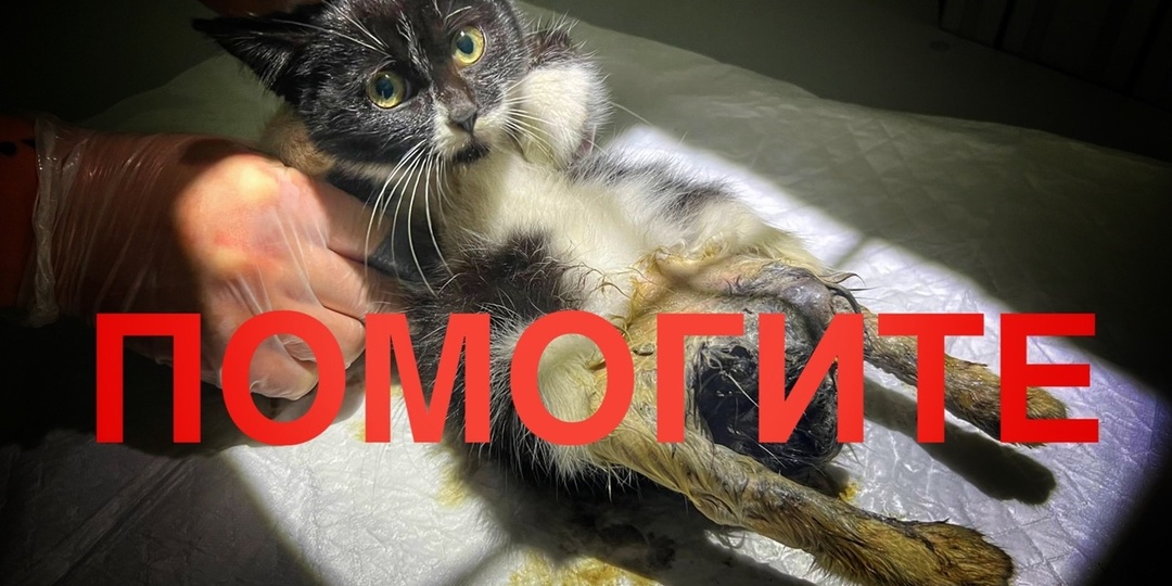 Перелом таза и ПУЛЯ в брюшке малюсенького котеночка!