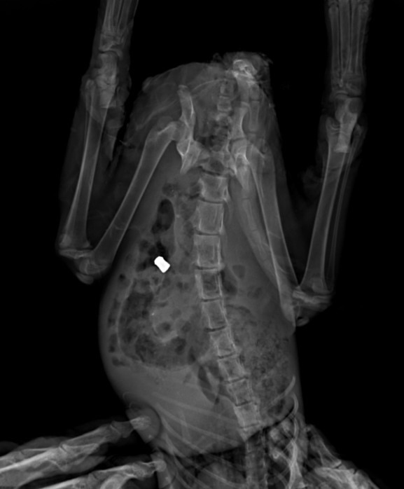 Каждый по чуть-чуть и спасена ЦЕЛАЯ ЖИЗНЬ! Помогите малышу, пожалуйста.