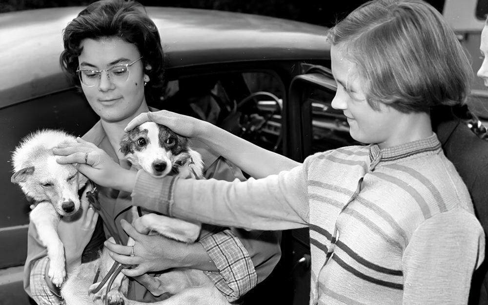 Доктор биологических наук Людмила Радкевич демонстрирует собак Белку и Стрелку. 24 августа 1960 года.