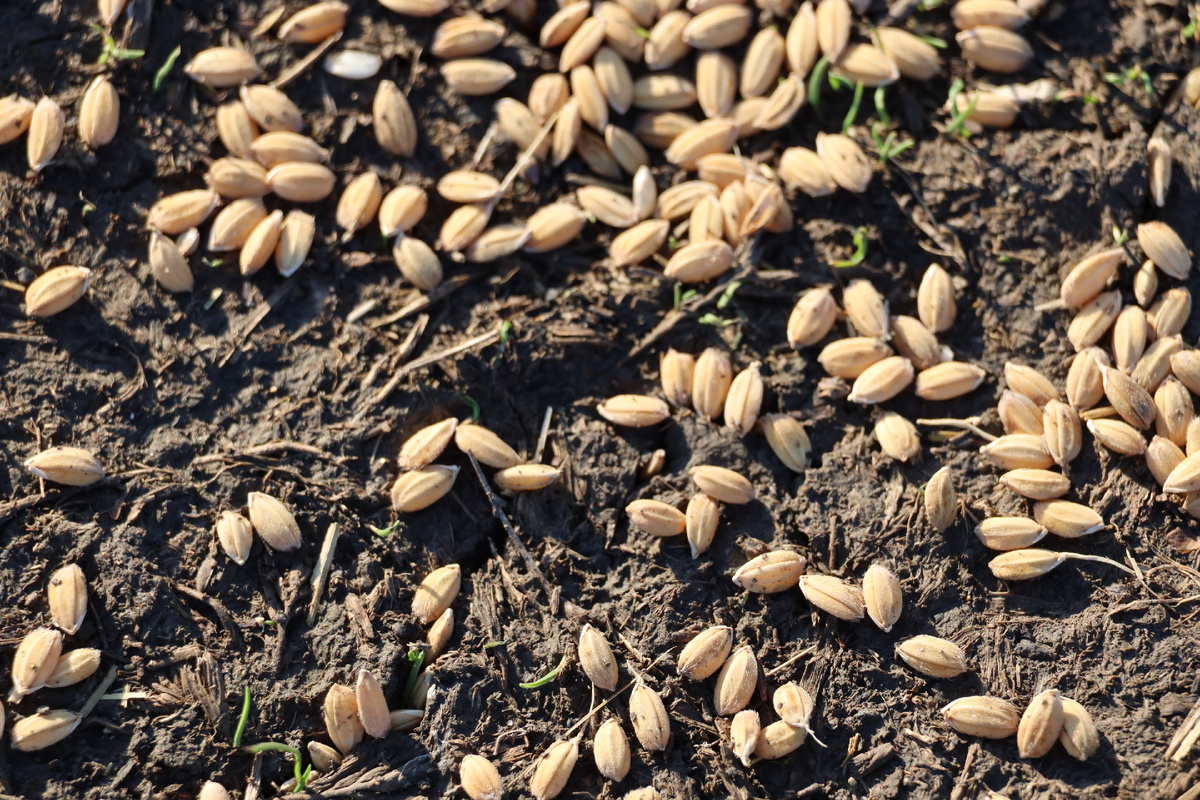 Рис под ногами