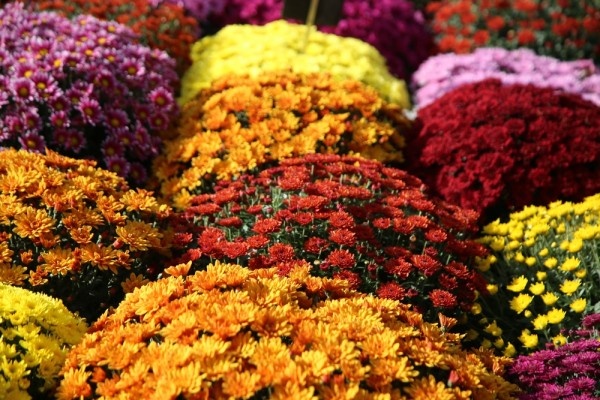 Источник фото shutterstock.com