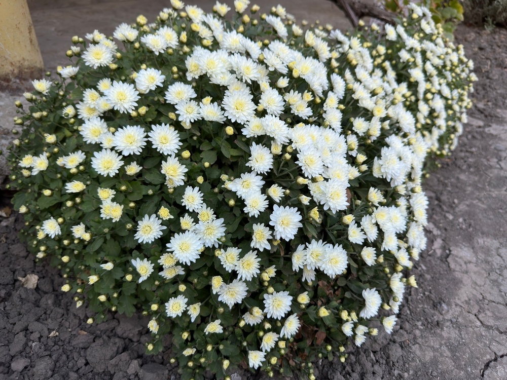 Источник фото shutterstock.com