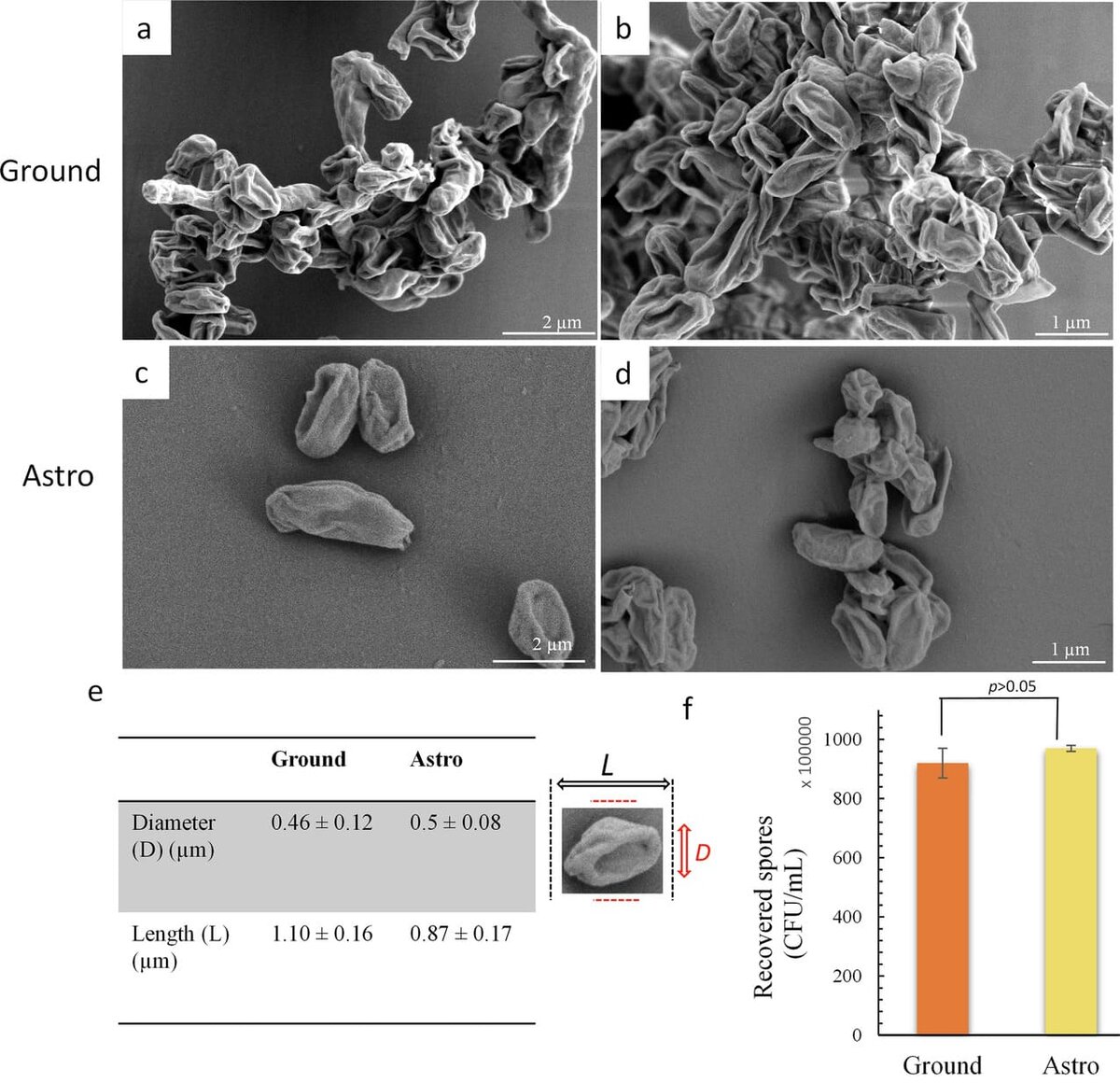    Сравнение образцов Bacillus subtilis, оставленных на Земле (сверху) и возвращенных из космоса (ниже) / © Eric Yang et al, 2025